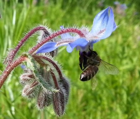 Bienenweide