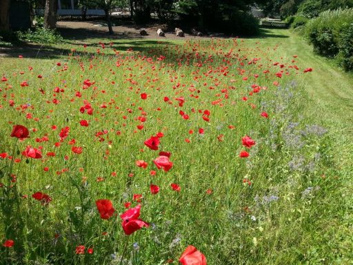 Bienenweide
